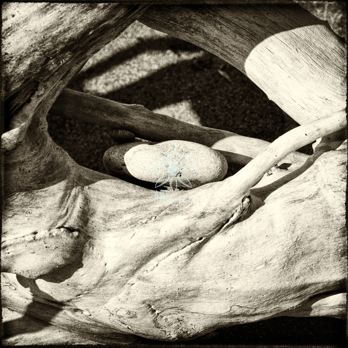 "Driftwood Embracing Beach Stone Monochrome" by Jocelyn Ball - $6.32 "Driftwood Embracing Beach Stone Monochrome" stock image