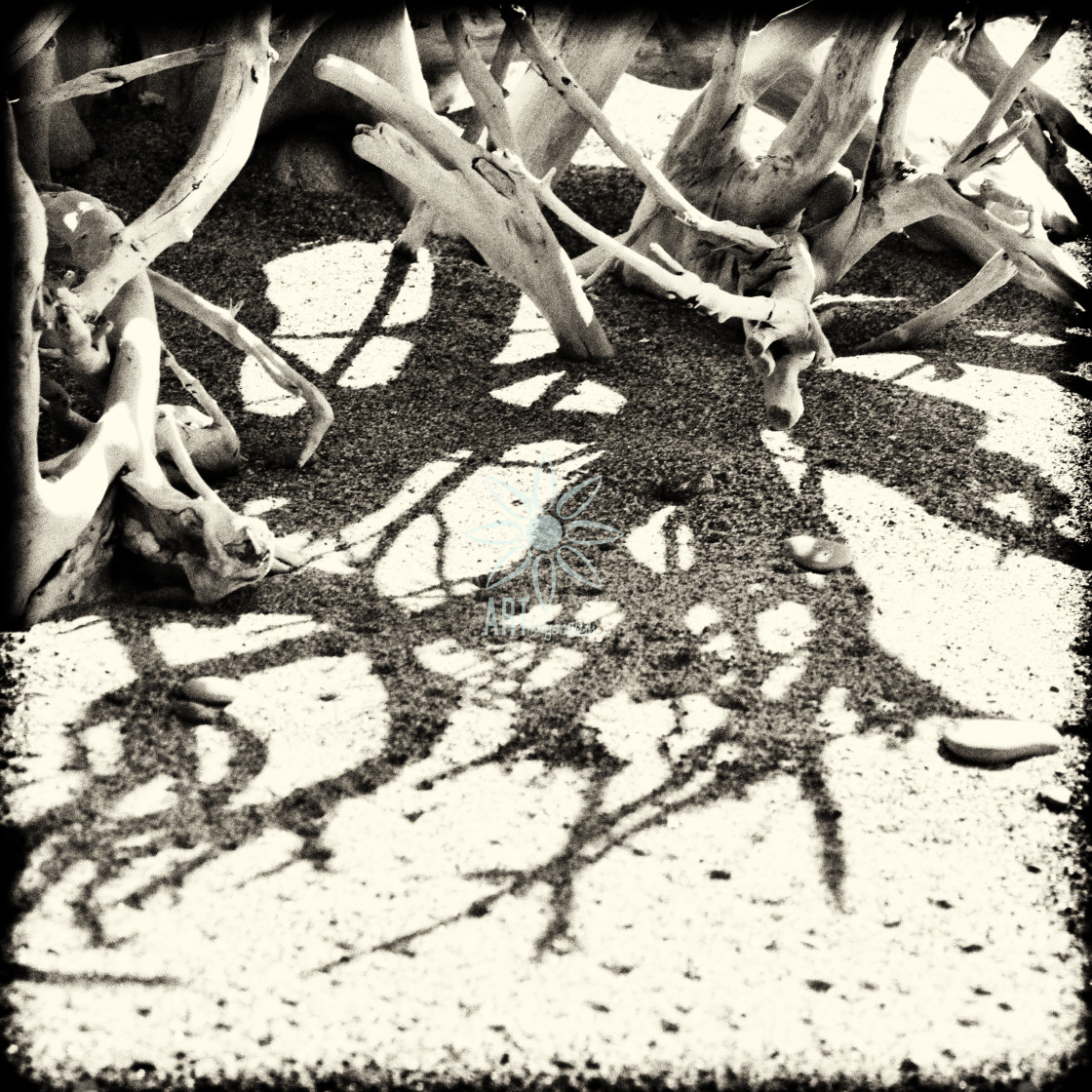 "Antler Shaped Driftwood on Beach Warm Monochrome" by Jocelyn Ball - $6.31 "Antler Shaped Driftwood on Beach Warm Monochrome" stock image