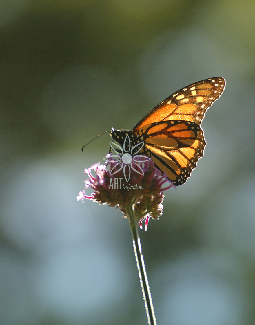 "Monarch Butterfly Backlit on Purple Flower" by Jocelyn Ball - $6.32 "Monarch Butterfly Backlit on Purple Flower" stock image