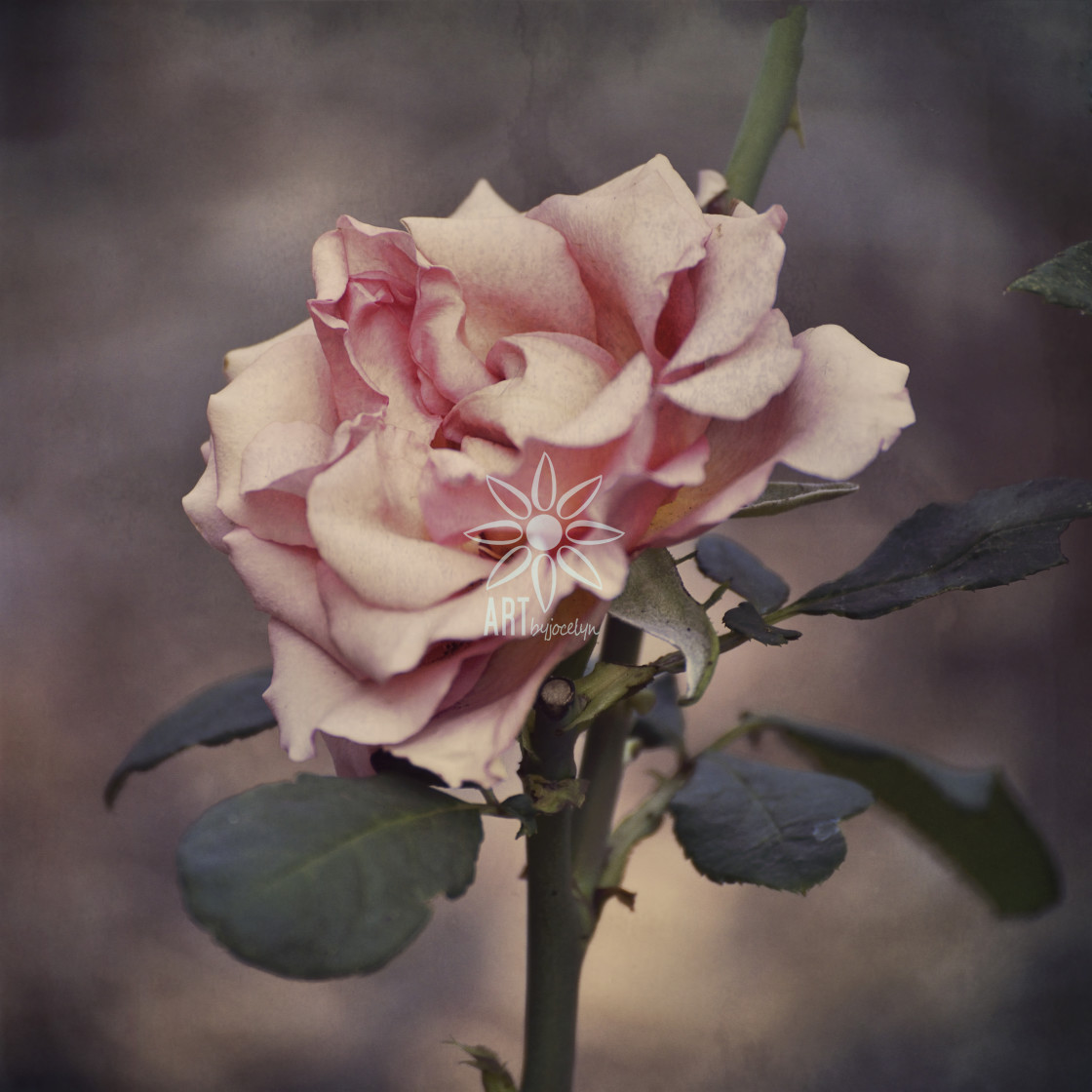 "Pink Garden Rose Vintage Look" by Jocelyn Ball - $6.32 "Pink Garden Rose Vintage Look" stock image