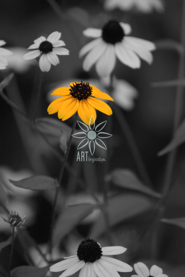 "Single Yellow Black Eyed Susan Isolated Colour" by Jocelyn Ball - $6.31 "Single Yellow Black Eyed Susan Isolated Colour" stock image