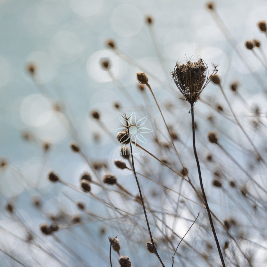 "Queen Anne's Lace Soft Turquoise and Blue Bokeh" by Jocelyn Ball - $6.32 "Queen Anne's Lace Soft Turquoise and Blue Bokeh" stock image