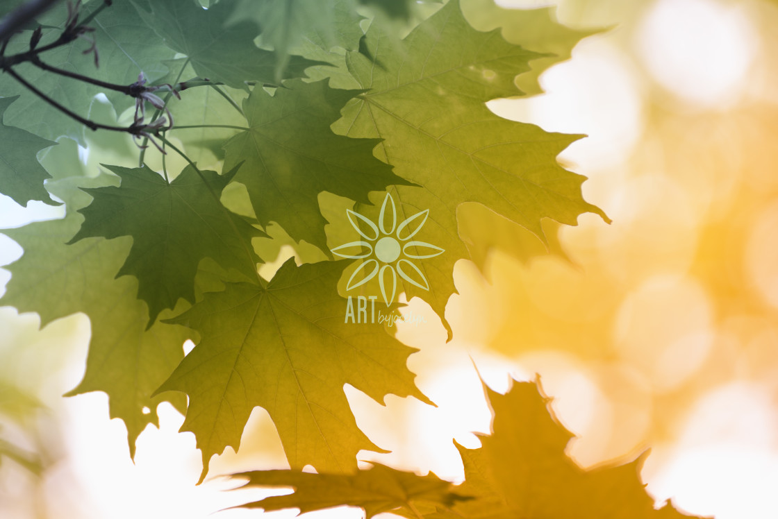 "Tri-Colour Fall Maple Leaves Blurred Light Bokeh" by Jocelyn Ball - $6.32 "Tri-Colour Fall Maple Leaves Blurred Light Bokeh" stock image