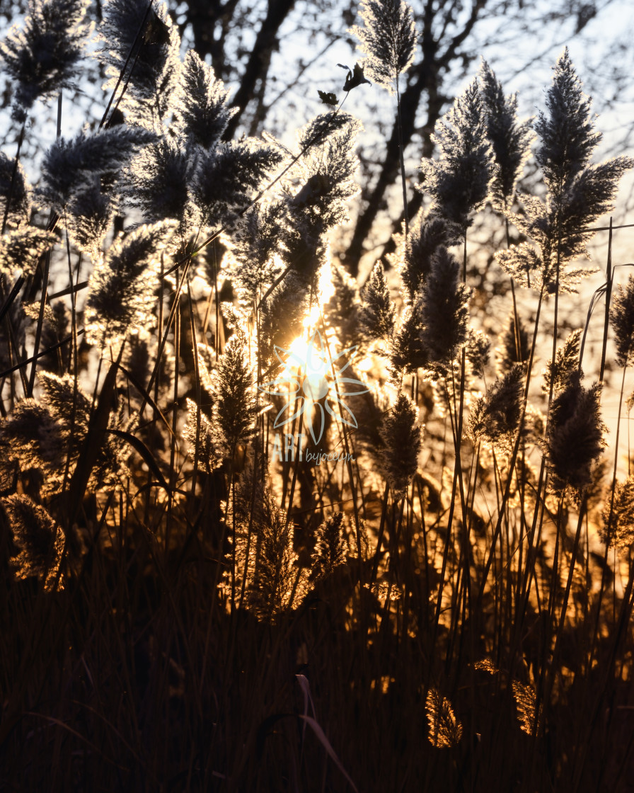 "Ornamental Marsh Grasses Sunlight Silhouette" by Jocelyn Ball - $6.32 "Ornamental Marsh Grasses Sunlight Silhouette" stock image
