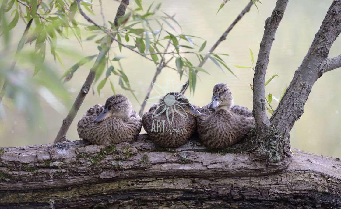 "Female Mallard Ducks on Fallen Tree Trunk in Marsh" by Jocelyn Ball - $6.31 "Female Mallard Ducks on Fallen Tree Trunk in Marsh" stock image