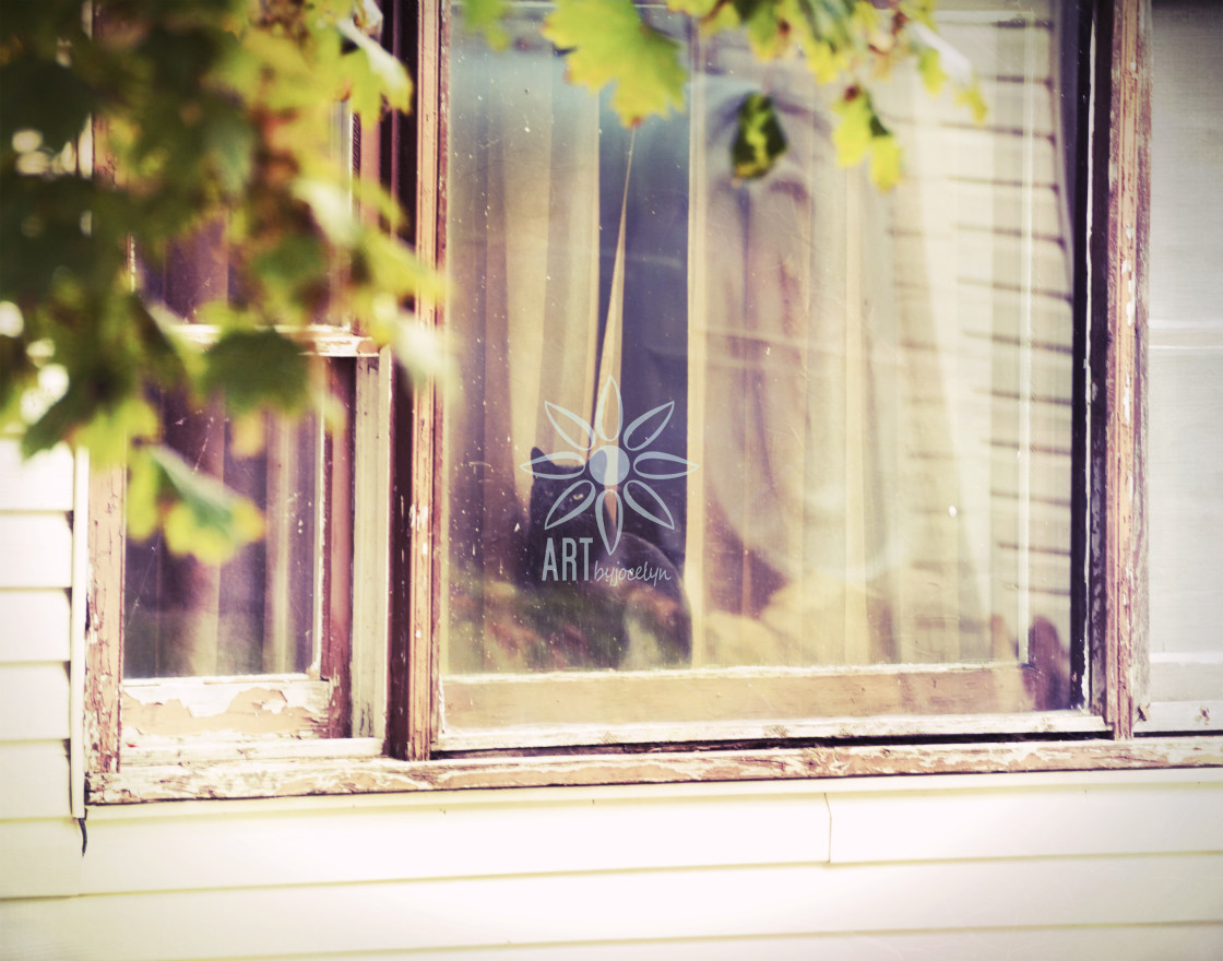"Black Cat in Window Urban Vintage Style" by Jocelyn Ball - $6.31 "Black Cat in Window Urban Vintage Style" stock image