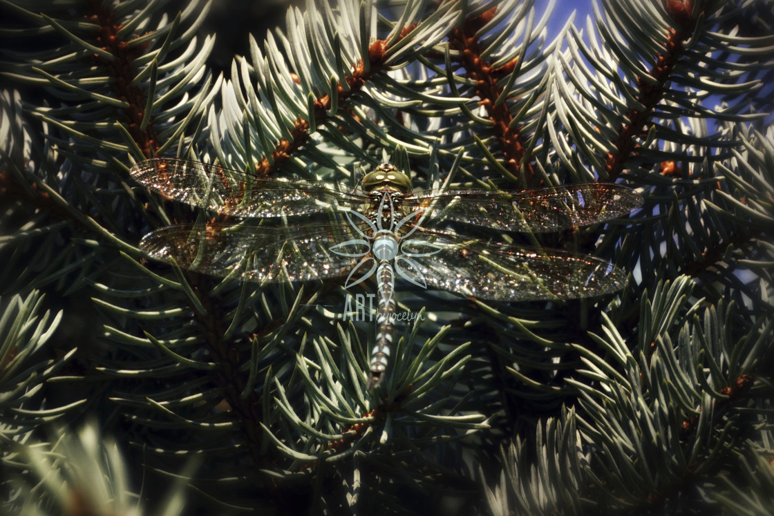"Camouflaged Green Dragonfly on Spruce Tree" by Jocelyn Ball - $6.31 "Camouflaged Green Dragonfly on Spruce Tree" stock image