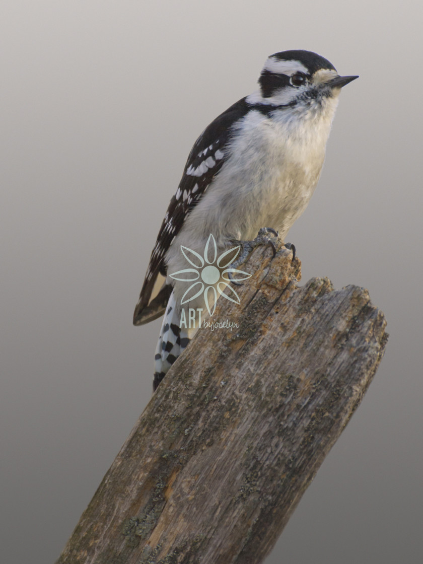 "Downy Woodpecker on Dead Tree" by Jocelyn Ball - $6.31 "Downy Woodpecker on Dead Tree" stock image
