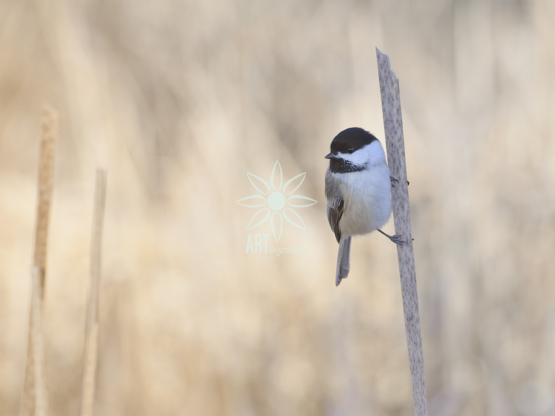 "Chickadee in Marsh" by Jocelyn Ball - $6.32 "Chickadee in Marsh" stock image