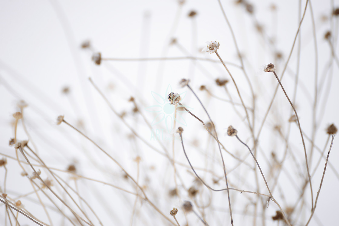 "Dried Daisy Heads Minimalist Nature White" by Jocelyn Ball - $6.31 "Dried Daisy Heads Minimalist Nature White" stock image