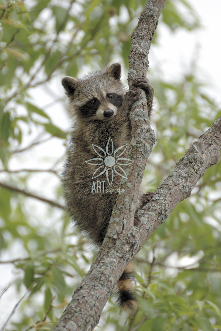 "Baby Raccoon in Tree" by Jocelyn Ball - $6.32 "Baby Raccoon in Tree" stock image