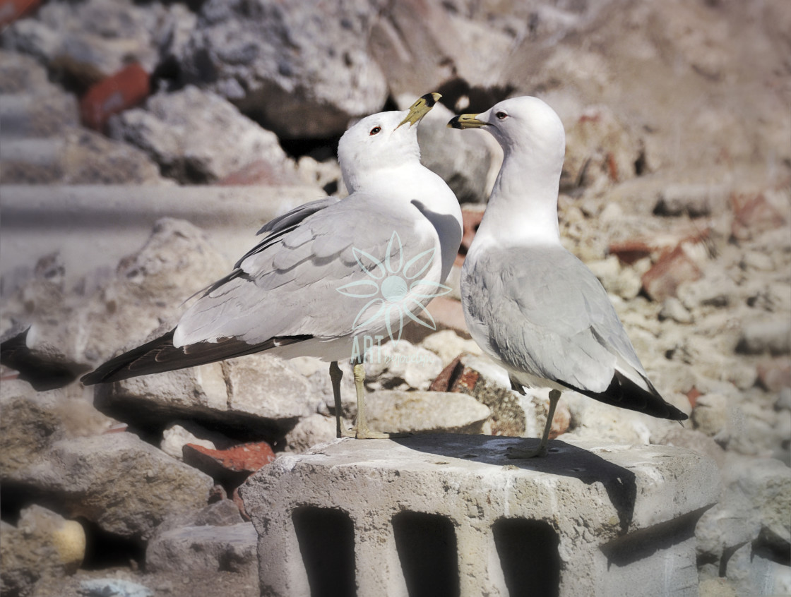 "Pair of Seagulls in Industrial Landscape" by Jocelyn Ball - $6.32 "Pair of Seagulls in Industrial Landscape" stock image