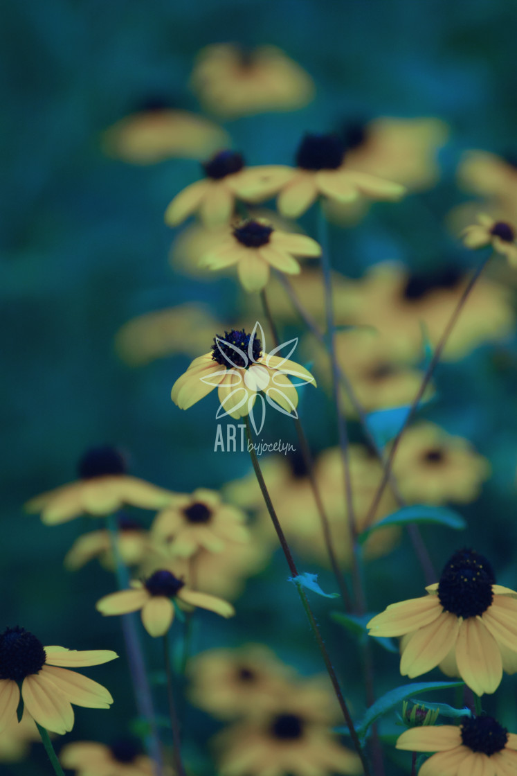 "Yellow Black Eyed Susan Flowers on Teal" by Jocelyn Ball - $6.32 "Yellow Black Eyed Susan Flowers on Teal" stock image