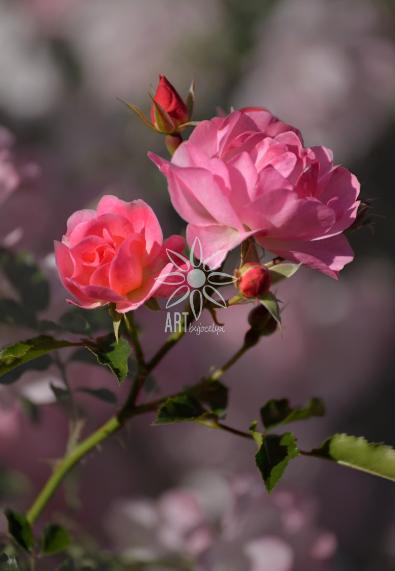 "Pink Roses Rose Bug Soft Bokeh Background" by Jocelyn Ball - $6.31 "Pink Roses Rose Bug Soft Bokeh Background" stock image