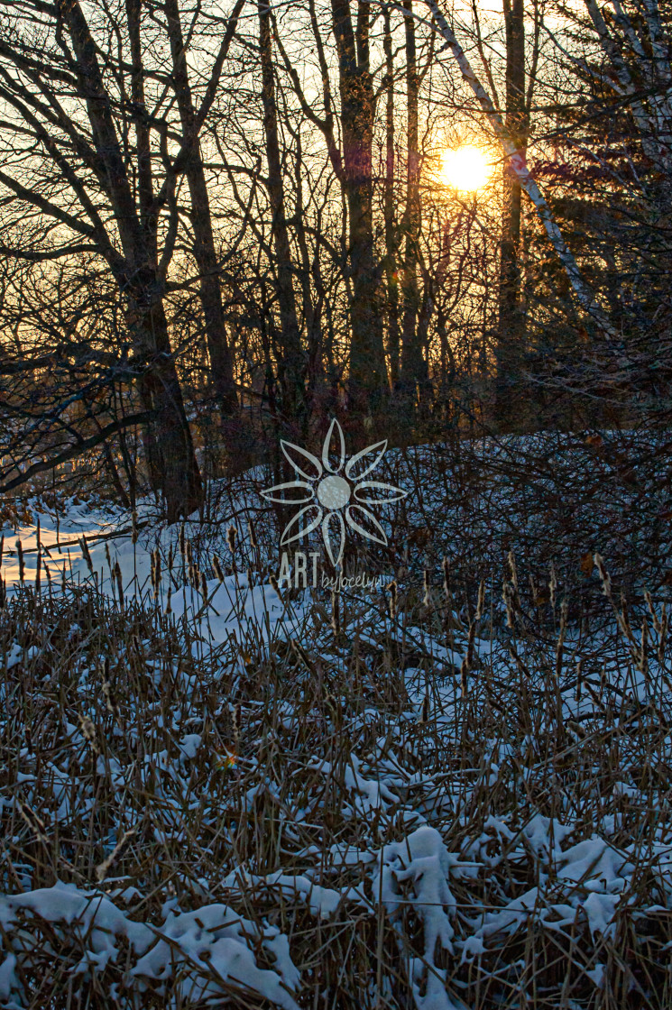 "Glowing Sunlight Through Trees Winter Sunset" by Jocelyn Ball - $6.32 "Glowing Sunlight Through Trees Winter Sunset" stock image