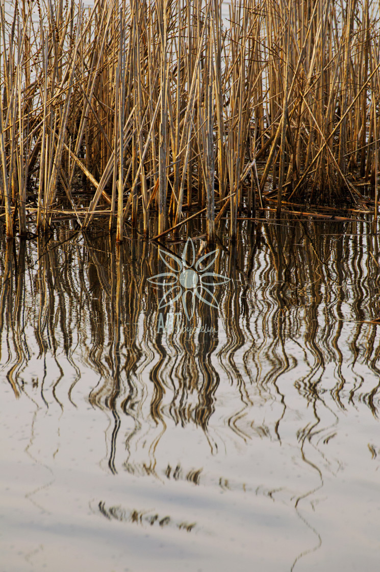 "Dried Marsh Grasses Wavy Reflections in Pond" by Jocelyn Ball - $6.32 "Dried Marsh Grasses Wavy Reflections in Pond" stock image