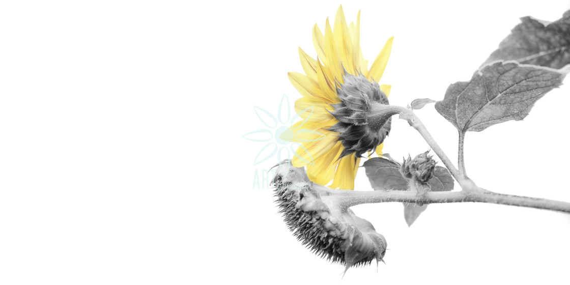 "Minimalist Sunflower Isolated Colour Technique" by Jocelyn Ball - $6.32 "Minimalist Sunflower Isolated Colour Technique" stock image