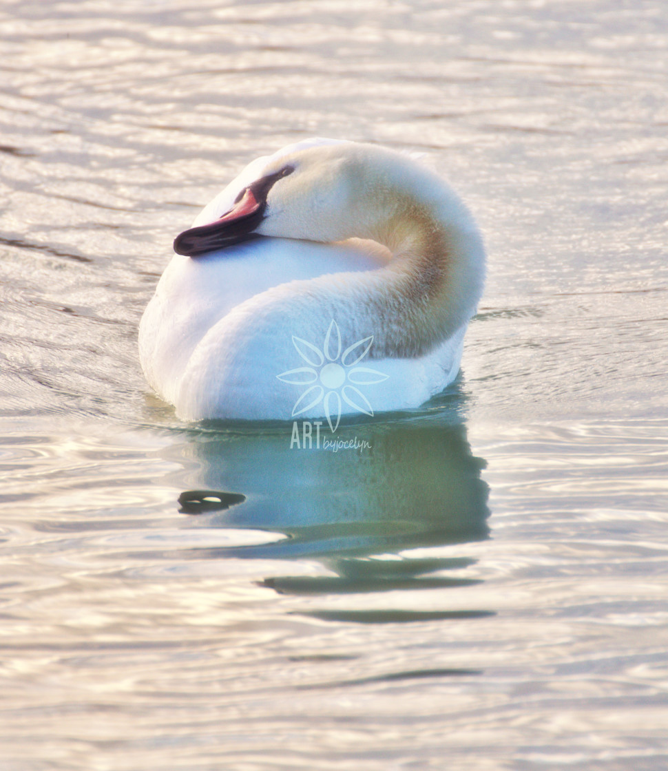 "Dreamy Swan" by Jocelyn Ball - $6.32 "Dreamy Swan" stock image