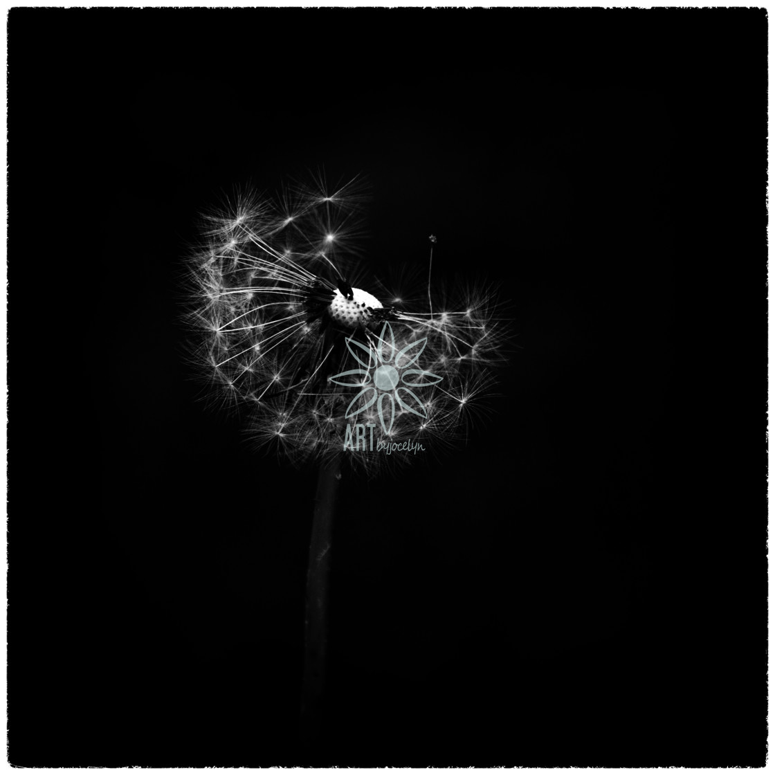 "Minimalist Black and White Dandelion Head" by Jocelyn Ball - $6.31 "Minimalist Black and White Dandelion Head" stock image
