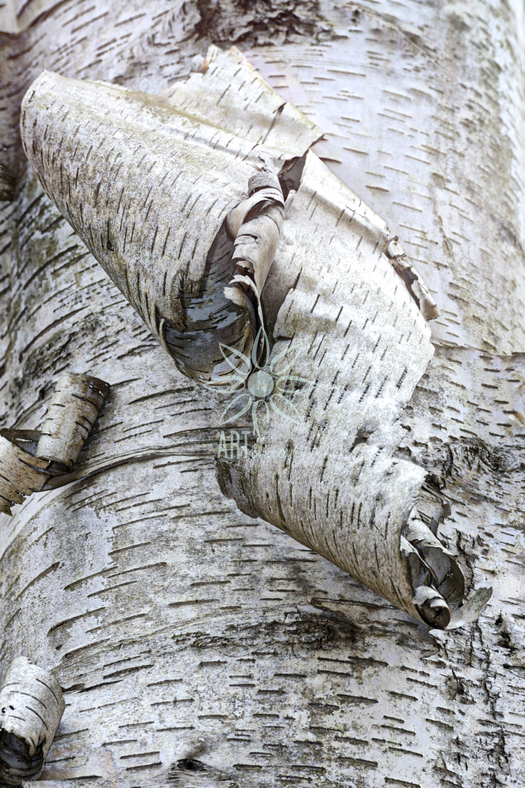 "Curly Paper Birch Bark Close Up" by Jocelyn Ball - $6.32 "Curly Paper Birch Bark Close Up" stock image
