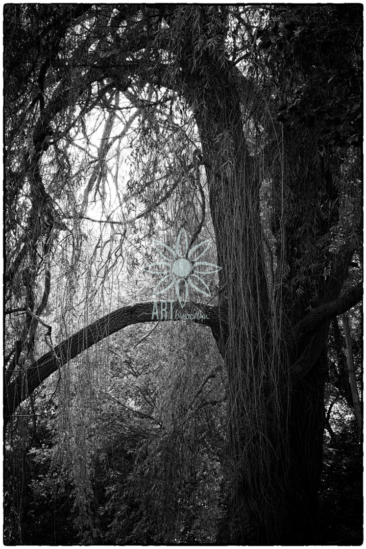 "Eerie Willow Tree Black and White" by Jocelyn Ball - $6.32 "Eerie Willow Tree Black and White" stock image