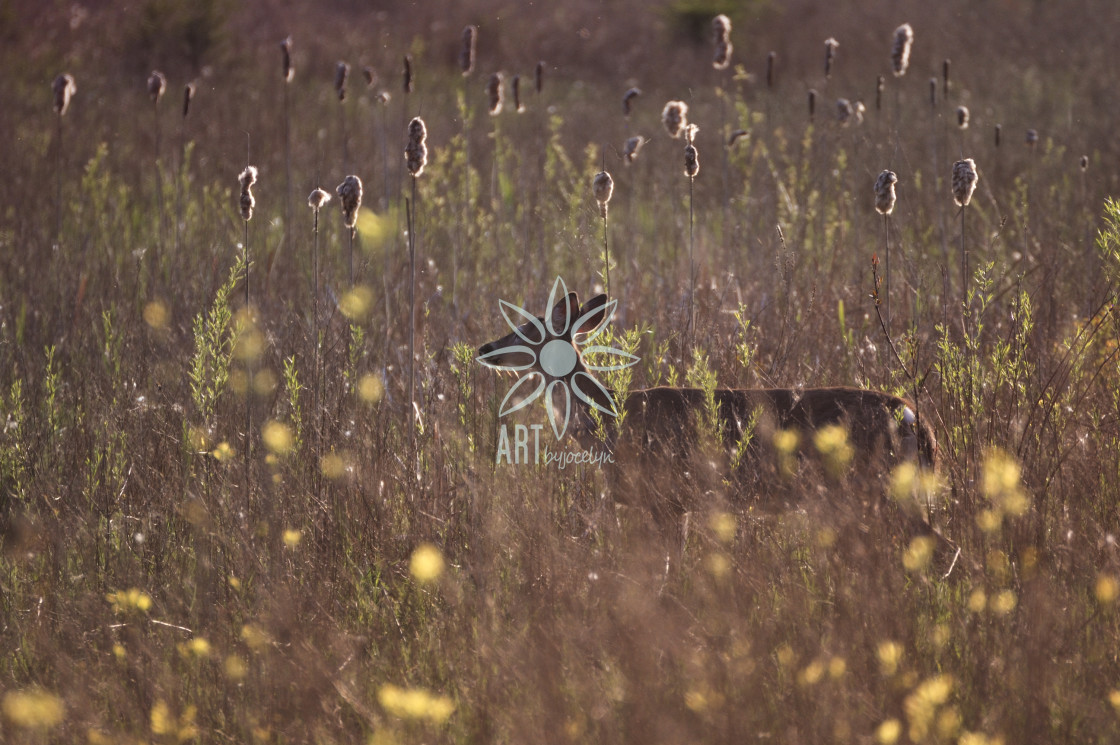 "Deer in Glowing Field" by Jocelyn Ball - $6.32 "Deer in Glowing Field" stock image