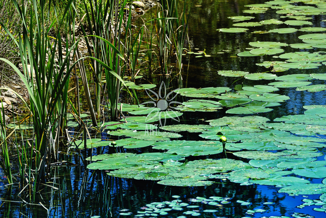 "Green Lily Pads and Marsh Grasses in Blue Water" by Jocelyn Ball - $6.32 "Green Lily Pads and Marsh Grasses in Blue Water" stock image