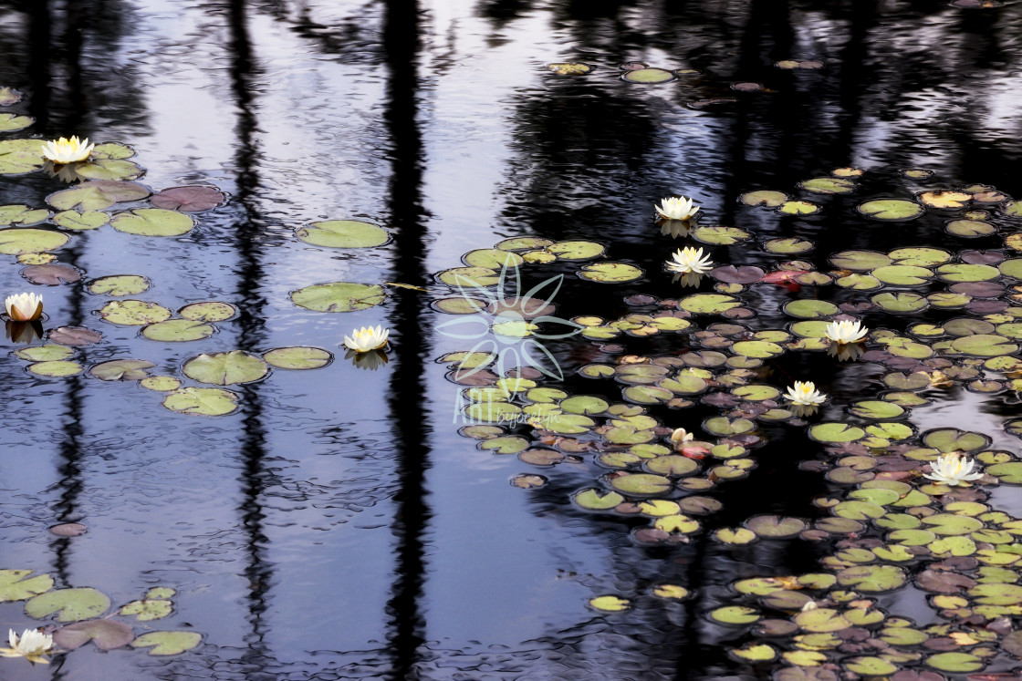 "Lily Pads Lotus Flowers and Rippled Water Reflections" by Jocelyn Ball - $6.31 "Lily Pads Lotus Flowers and Rippled Water Reflections" stock image