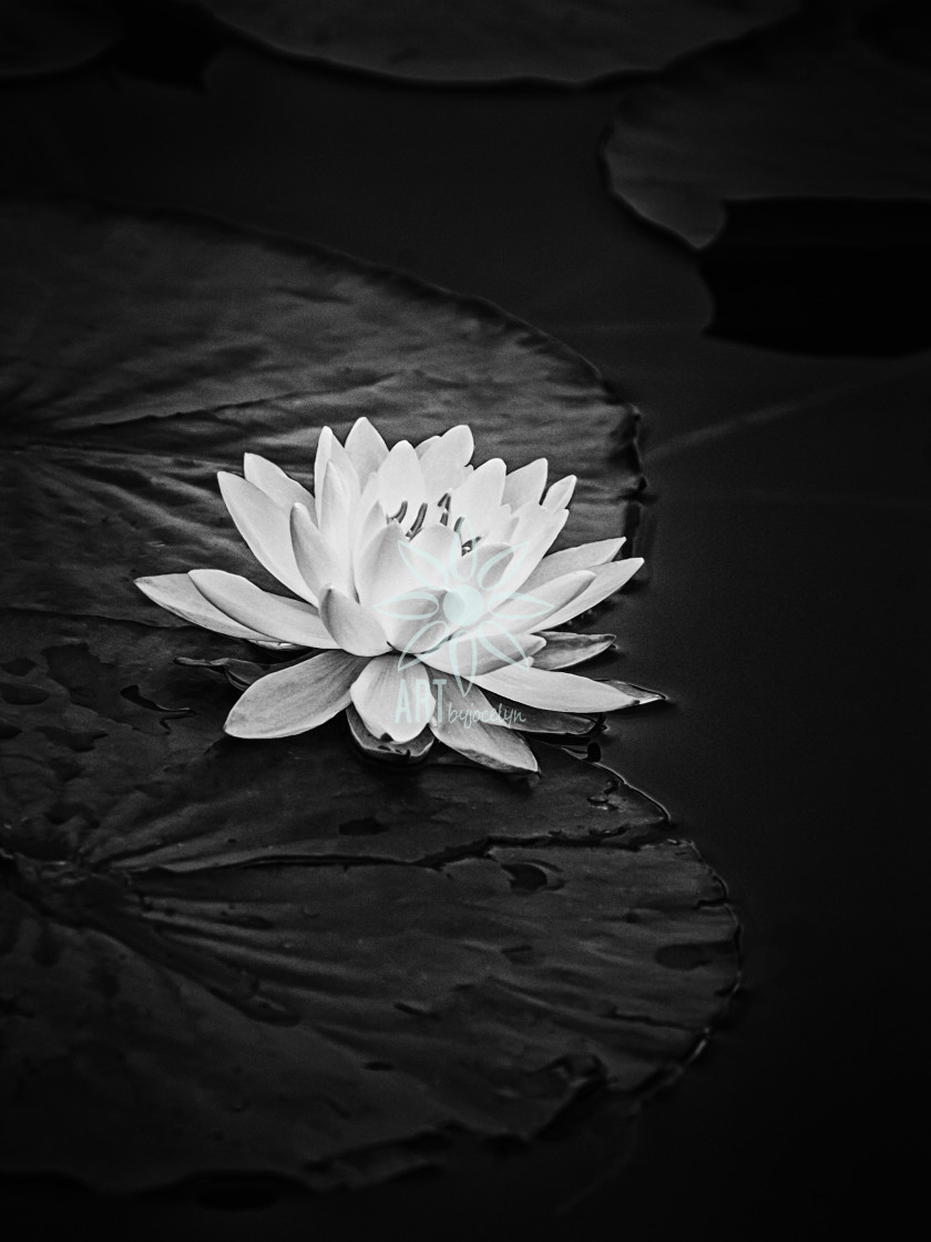 "Lotus Flower and Lily Pad High Contrast Black and White" by Jocelyn Ball - $6.32 "Lotus Flower and Lily Pad High Contrast Black and White" stock image