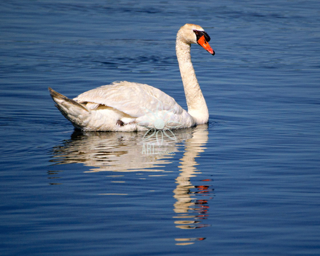 "Mute Swan Reflection in Blue Rippled Water" by Jocelyn Ball - $6.31 "Mute Swan Reflection in Blue Rippled Water" stock image
