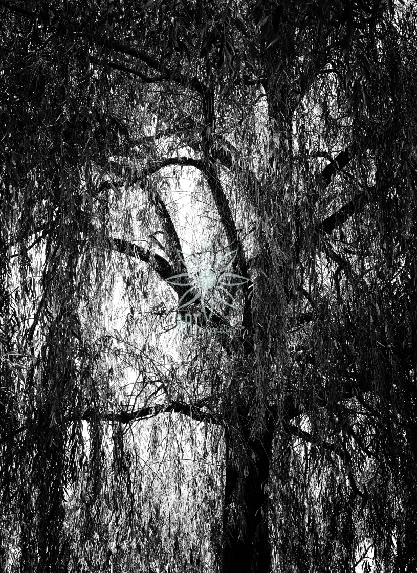 "Black and White Willow Tree Dripping Branches" by Jocelyn Ball - $6.32 "Black and White Willow Tree Dripping Branches" stock image