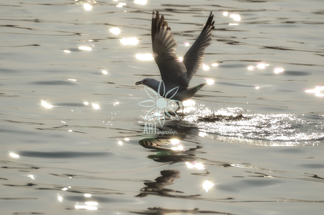 "Seagull with Minnow Semi Silhouette" by Jocelyn Ball - $6.32 "Seagull with Minnow Semi Silhouette" stock image