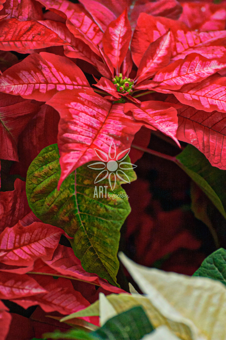 "Red Poinsettia Close Up" by Jocelyn Ball - $6.32 "Red Poinsettia Close Up" stock image