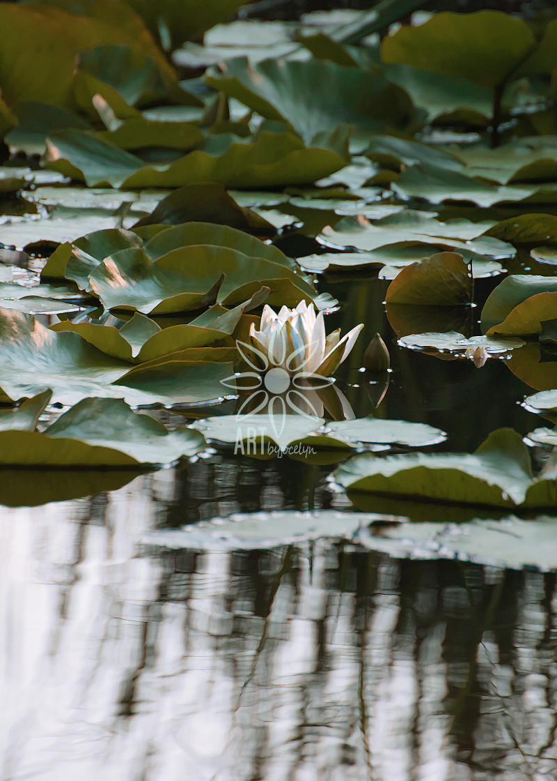"Lily Pads and Flower Pond Landscape" by Jocelyn Ball - $6.31 "Lily Pads and Flower Pond Landscape" stock image
