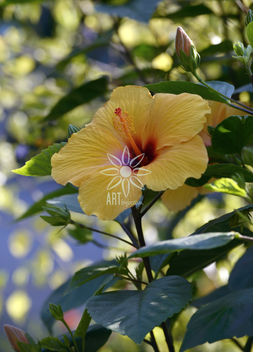 "Golden Yellow Hibiscus in Shade" by Jocelyn Ball - $6.32 "Golden Yellow Hibiscus in Shade" stock image