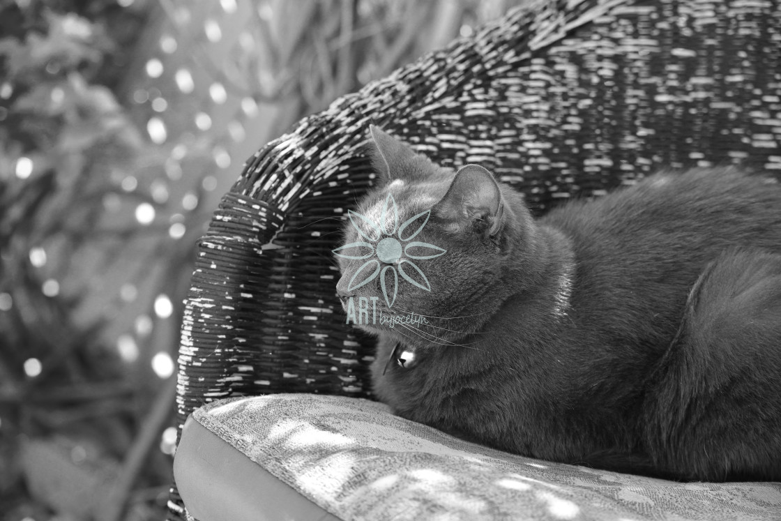 "Grey Cat on Wicker Chair Black and White" by Jocelyn Ball - $6.32 "Grey Cat on Wicker Chair Black and White" stock image