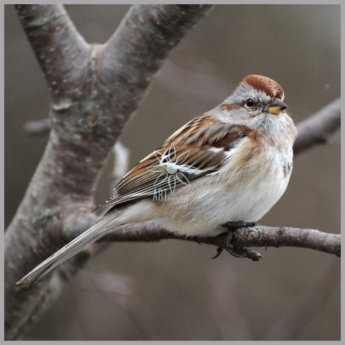 "American Tree Sparrow in Winter" by Jocelyn Ball - $6.32 "American Tree Sparrow in Winter" stock image