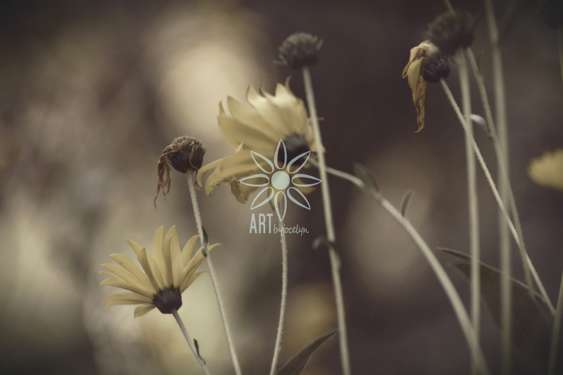 "Antiqued Bronze Black Eyed Susan Flowers" by Jocelyn Ball - $6.32 "Antiqued Bronze Black Eyed Susan Flowers" stock image