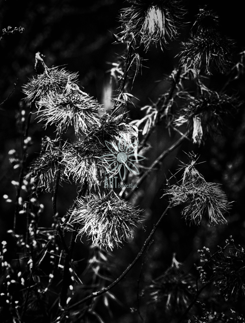 "Dried Scottish Thistles Black and White Botanical" by Jocelyn Ball - $6.31 "Dried Scottish Thistles Black and White Botanical" stock image
