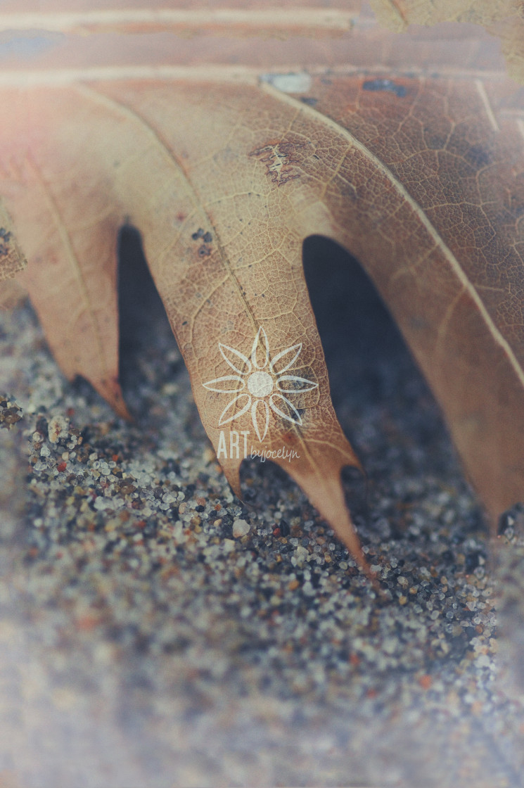 "Dried Fall Leaf Close Up" by Jocelyn Ball - $6.32 "Dried Fall Leaf Close Up" stock image