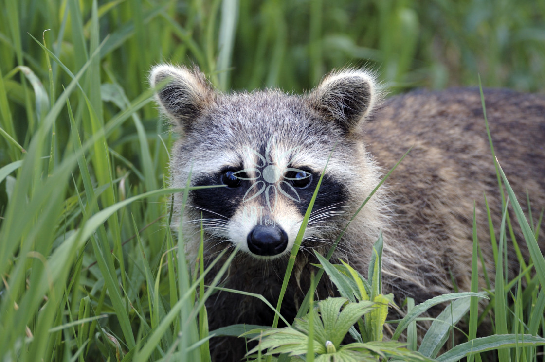 "Young Raccoon Hiding in Green Grass" by Jocelyn Ball - $6.31 "Young Raccoon Hiding in Green Grass" stock image
