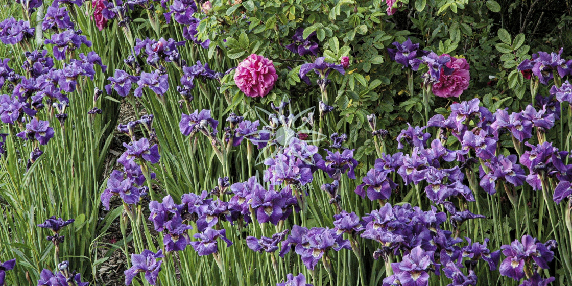 "Purple Iris Flowers and Marsh Grasses" by Jocelyn Ball - $6.32 "Purple Iris Flowers and Marsh Grasses" stock image