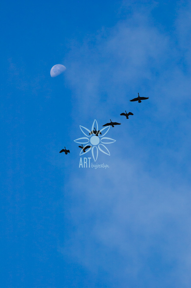 "Day Moon and Canada Geese" by Jocelyn Ball - $6.31 "Day Moon and Canada Geese" stock image