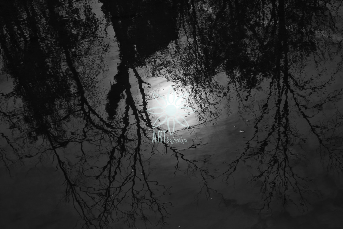 "Sun Tree Branches Reflection in Water Monochrome" by Jocelyn Ball - $6.32 "Sun Tree Branches Reflection in Water Monochrome" stock image