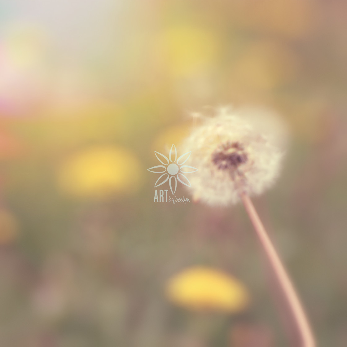 "Fluffy Dandelion Gone to Seed with Vintage Look" by Jocelyn Ball - $6.31 "Fluffy Dandelion Gone to Seed with Vintage Look" stock image