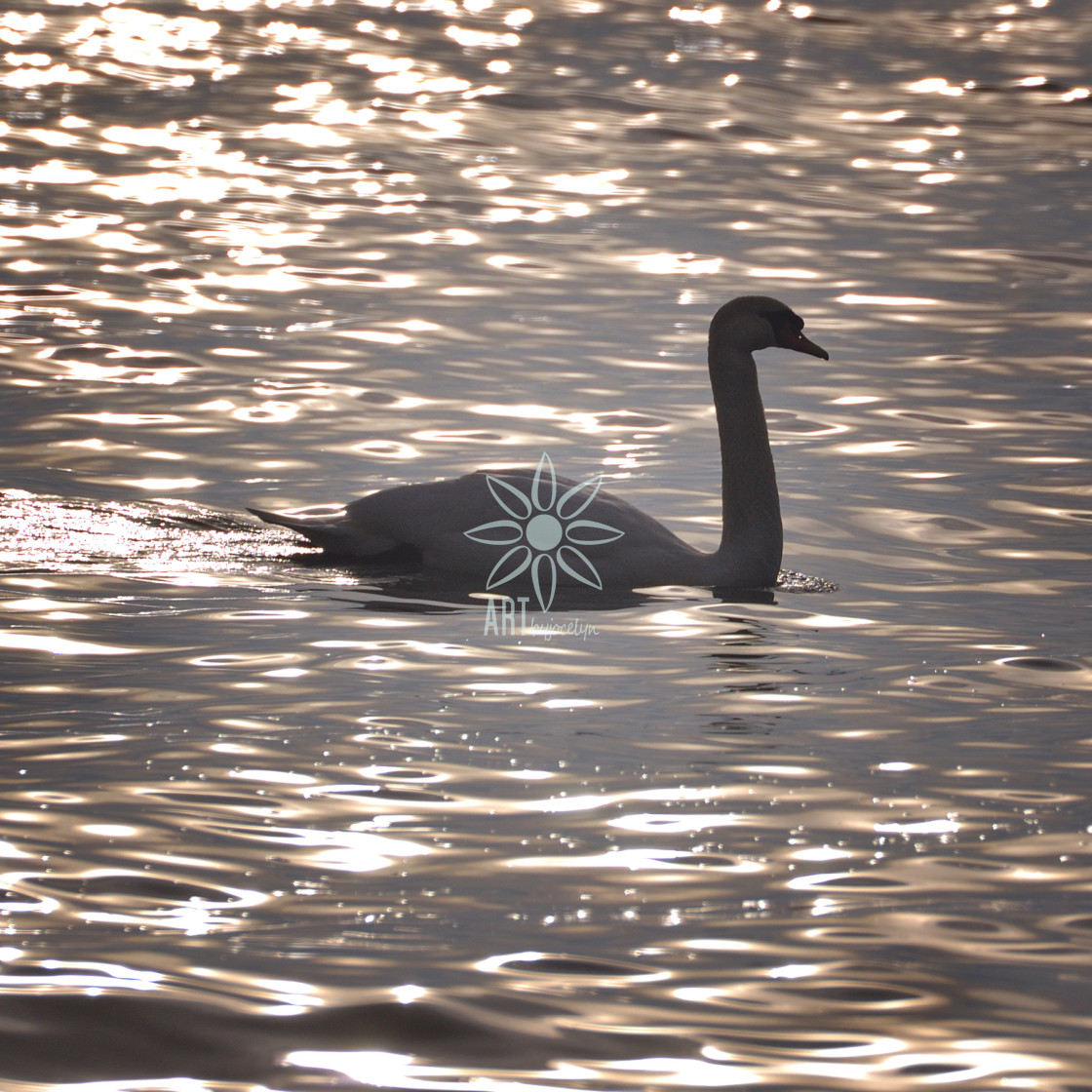 "Mute Swan in Silhouette on Metallic Rose Gold Water" by Jocelyn Ball - $6.32 "Mute Swan in Silhouette on Metallic Rose Gold Water" stock image