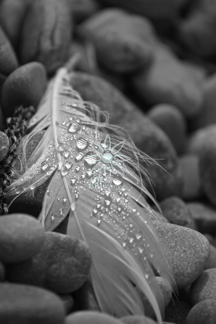 "Swan Feather on Beach Stones Black and White" by Jocelyn Ball - $6.31 "Swan Feather on Beach Stones Black and White" stock image