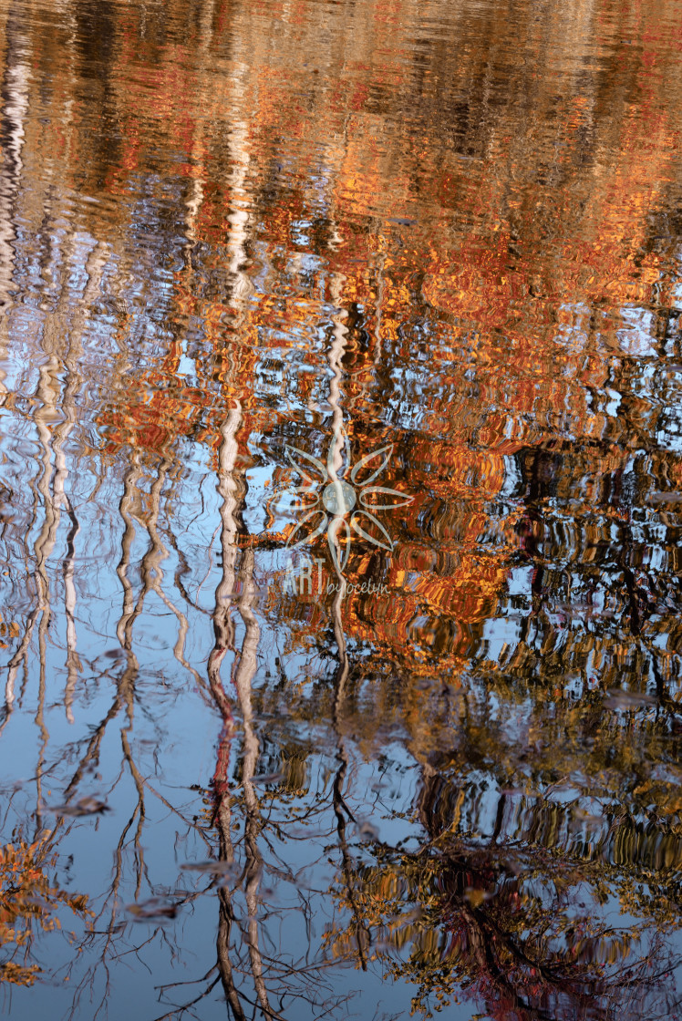 "Orange and Blue Fall Birch Leaves Reflection in Water" by Jocelyn Ball - $6.34 "Orange and Blue Fall Birch Leaves Reflection in Water" stock image