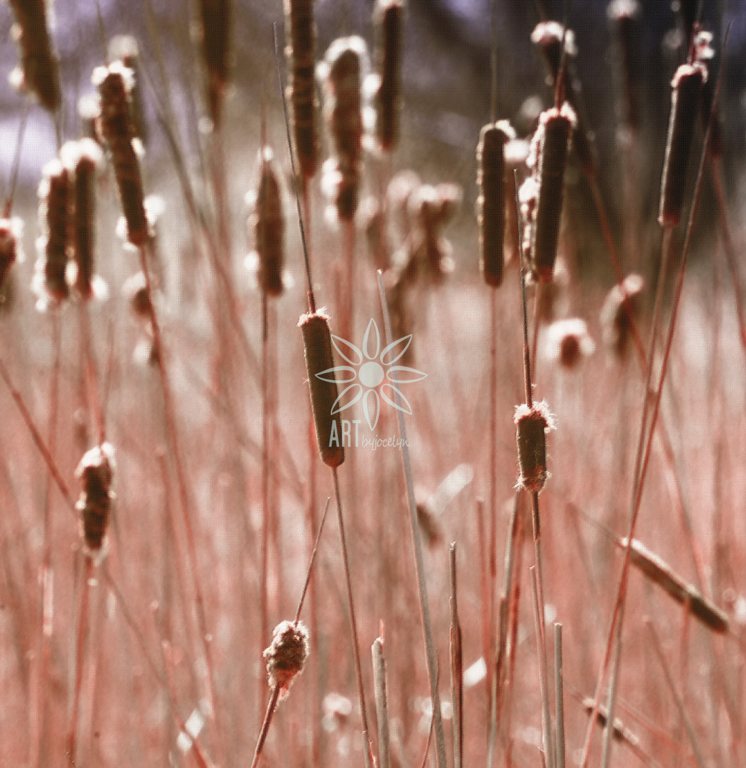 "Back Lit Bursting Cattails in Marsh Rose Brown" by Jocelyn Ball - $6.32 "Back Lit Bursting Cattails in Marsh Rose Brown" stock image