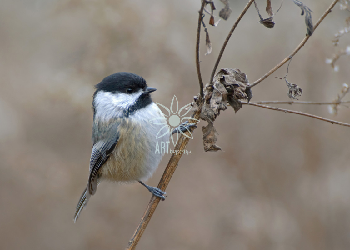 "Chickadee on Dried Queen Anne's Lace Plant" by Jocelyn Ball - $6.32 "Chickadee on Dried Queen Anne's Lace Plant" stock image